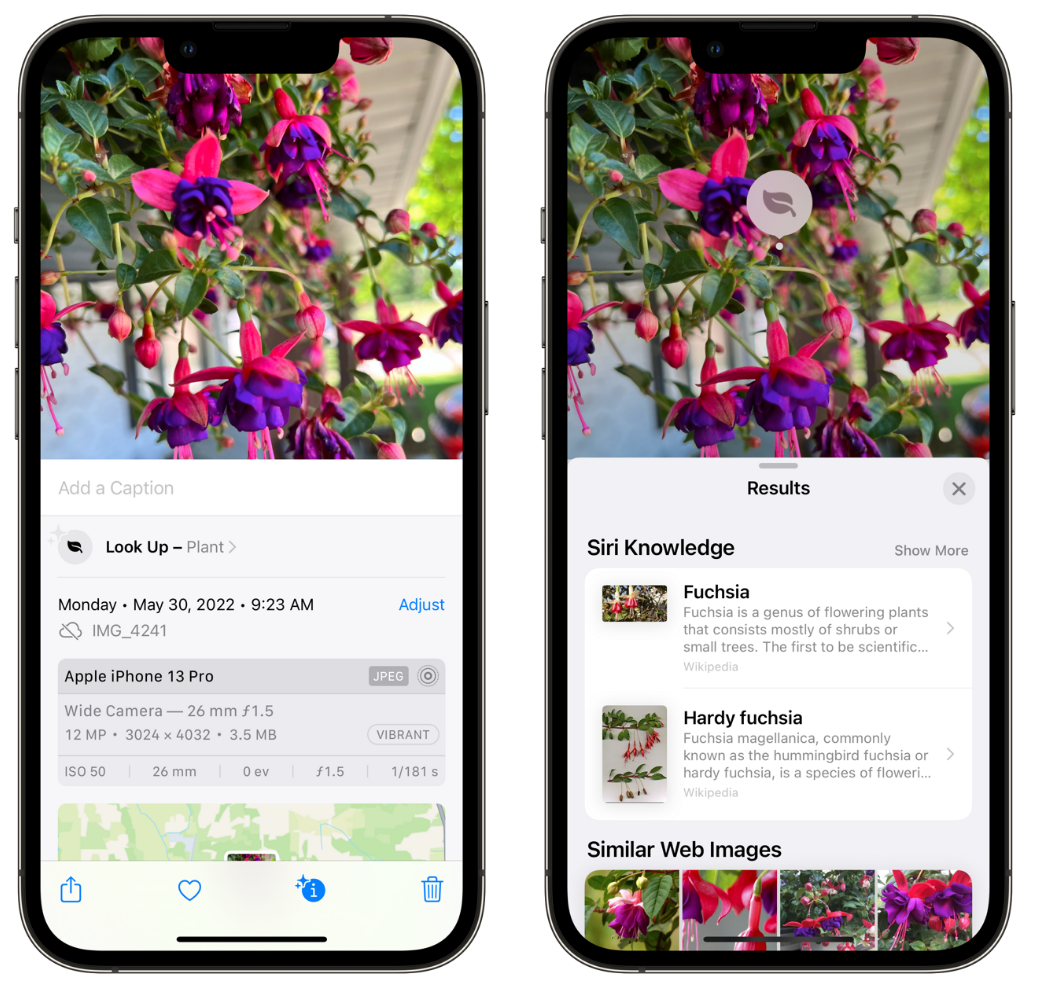 东明苹果手机维修分享小技巧：使用 iPhone 相机识别花卉植物 